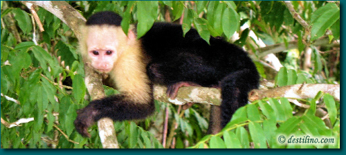 Un jeune singe Capuccin